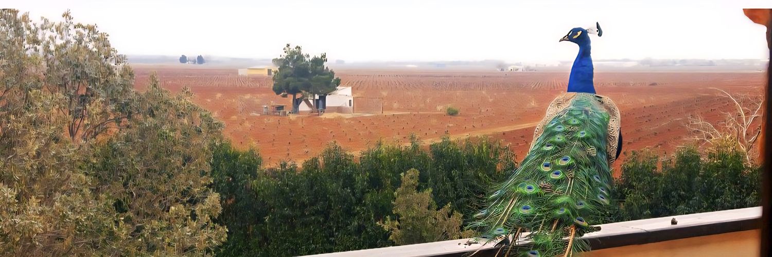 Ana María Valero banner