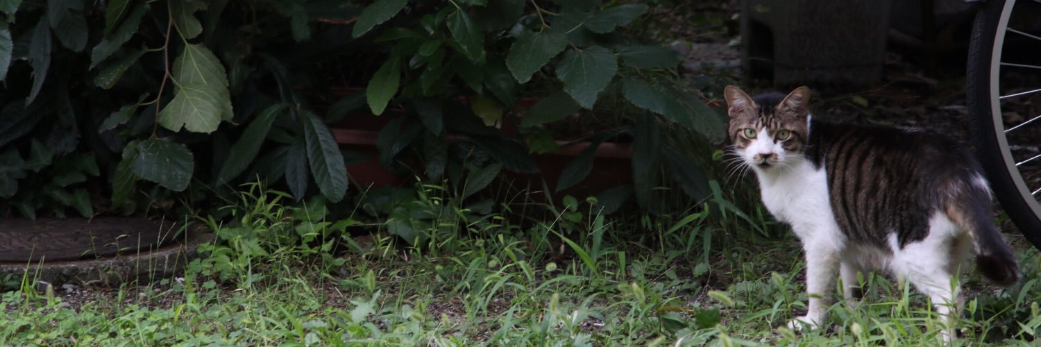 imipuma's profile banner image