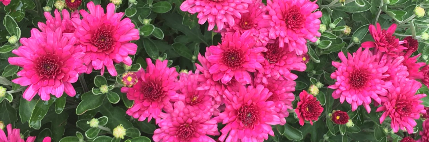 m__mediha's profile banner image