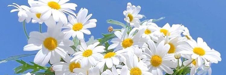 🍓🌱ѕтrαwвerry banner