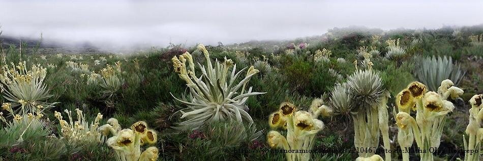 C. O.  Santana banner