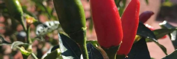 Cleto_ish Profile Banner