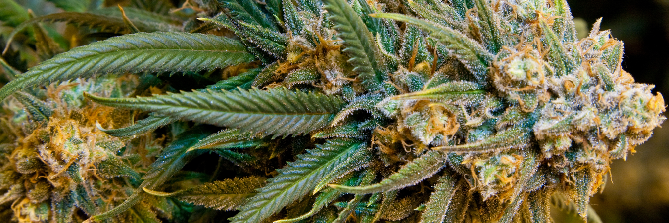 MMJdb's profile banner image