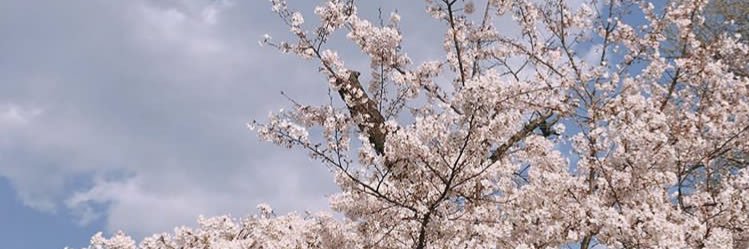 viviselvina2's profile banner image