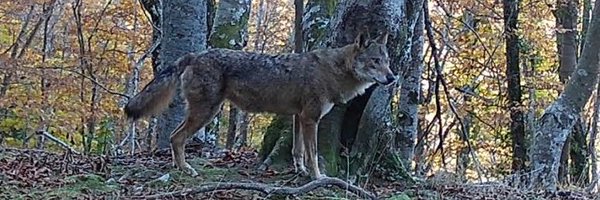 FAPASSPAIN Profile Banner