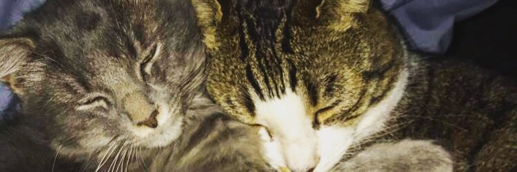 xBorgen's profile banner image