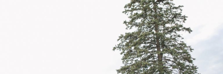 SarahLHJohnson's profile banner image
