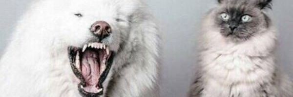 unsdiana's profile banner image