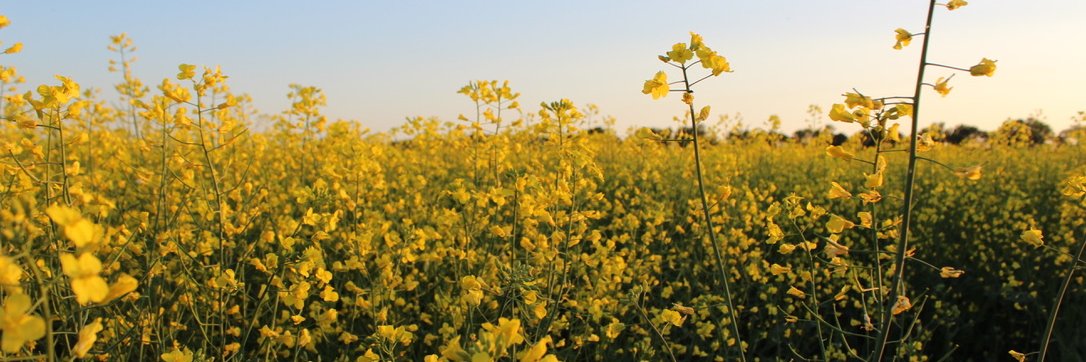 Plant Sci. Symposium banner