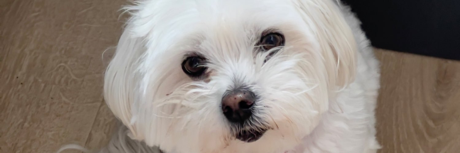 lily🍀 banner