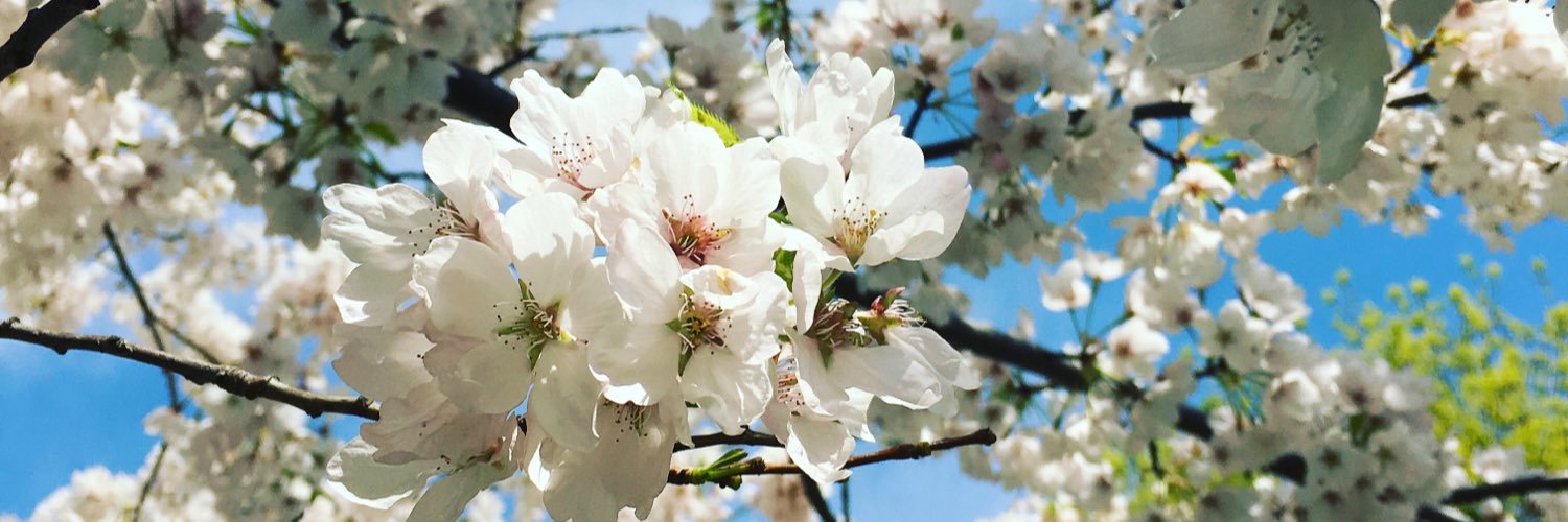 Pictonat Photography banner