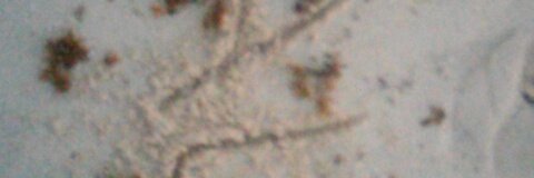 Taly gomez banner