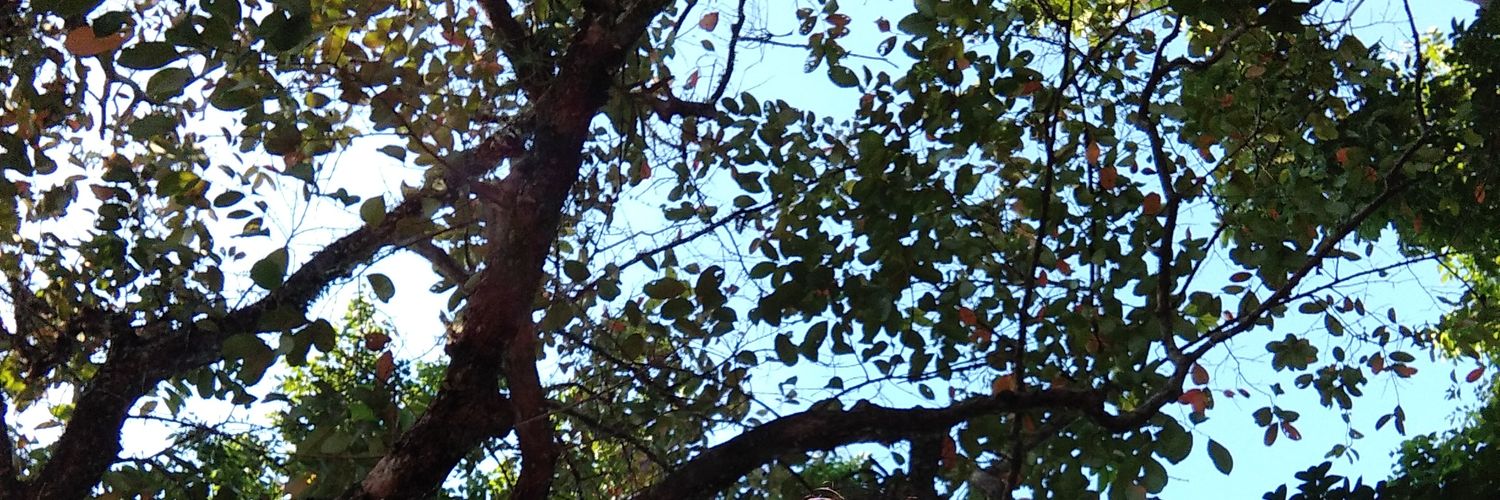 BintangChasanda's profile banner image