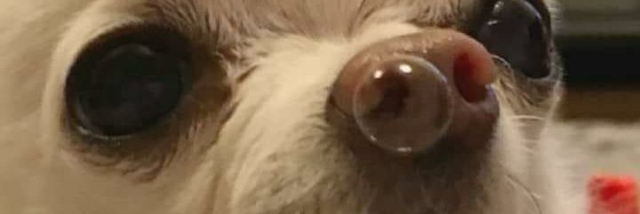 Aziza O'Beirne banner