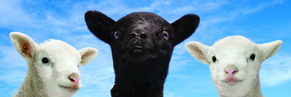Tipsyblacksheep's profile banner image