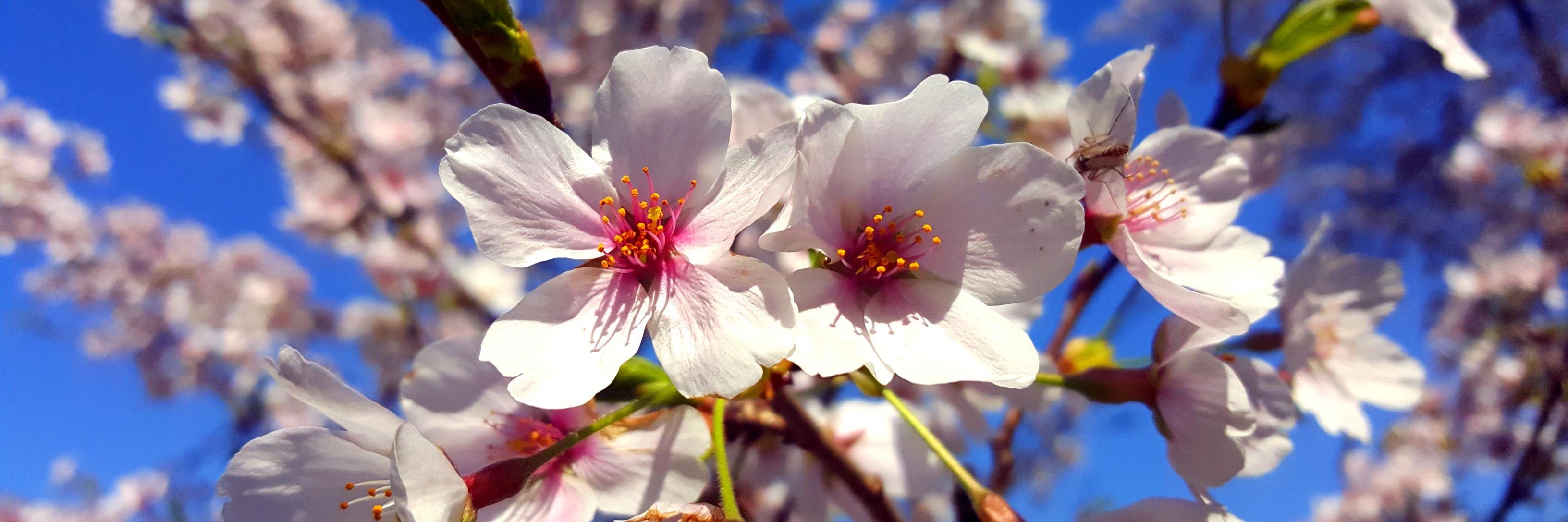 cableBROAD's profile banner image