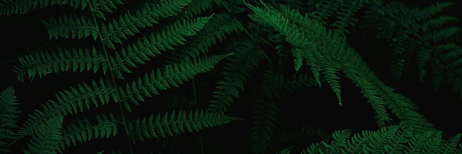 LeolaRootStew's profile banner image