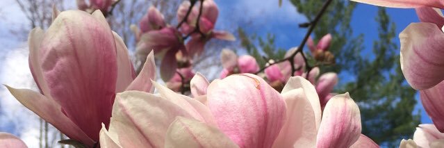 rachel_daavis's profile banner image