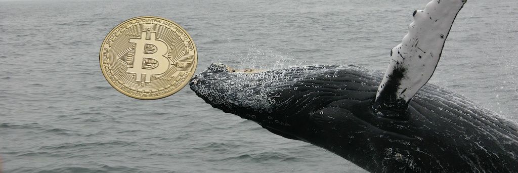 CryptoNeptun's banner
