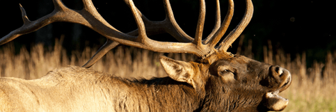 NativeOutdoors banner