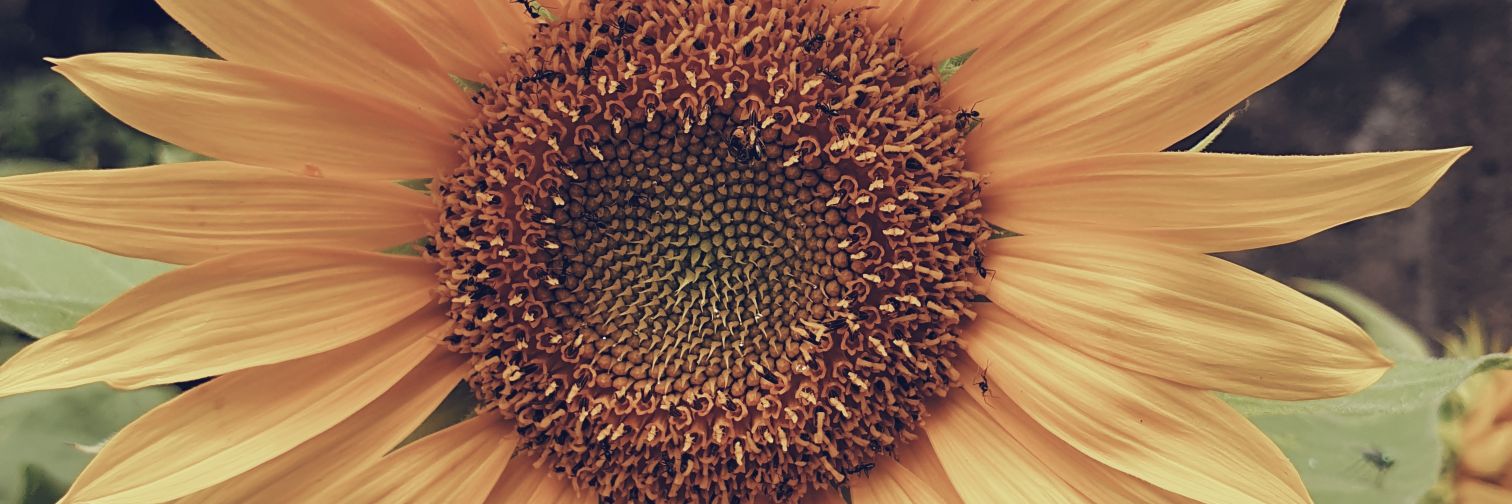 bitterflypea's profile banner image