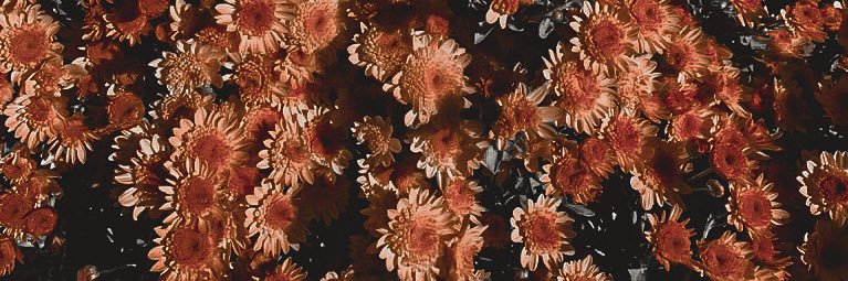 sofiecheguia's profile banner image