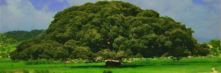 fallofpfdj's profile banner image