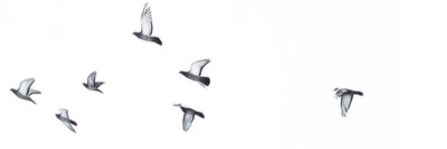 roro_raz's profile banner image