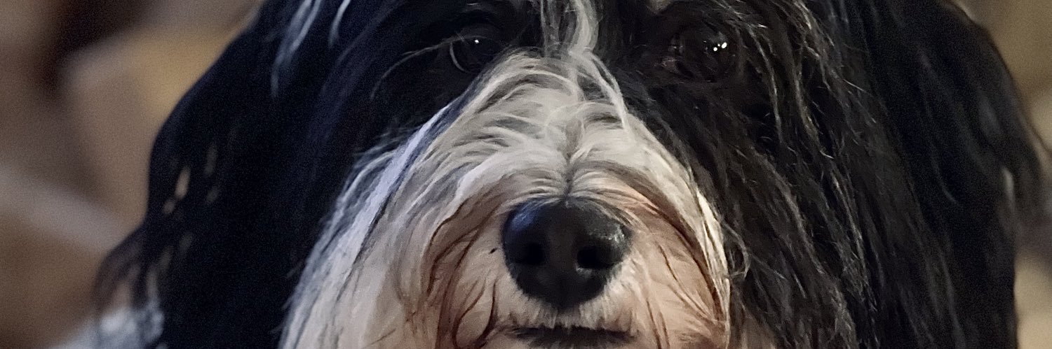 maliinpe's profile banner image