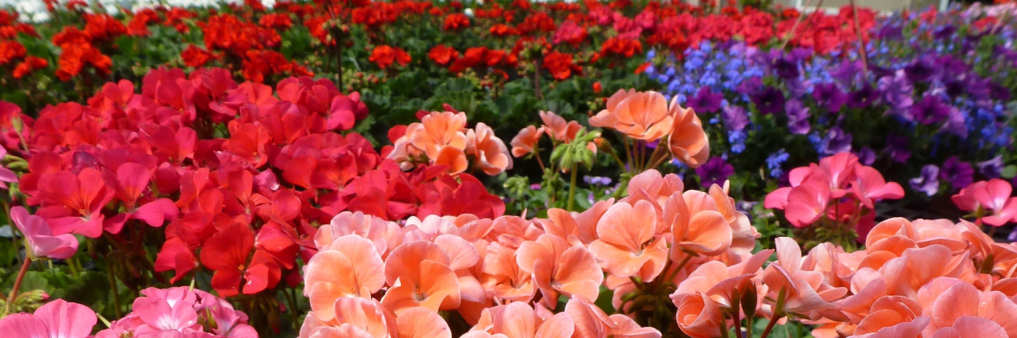 WilleyFarms's profile banner image