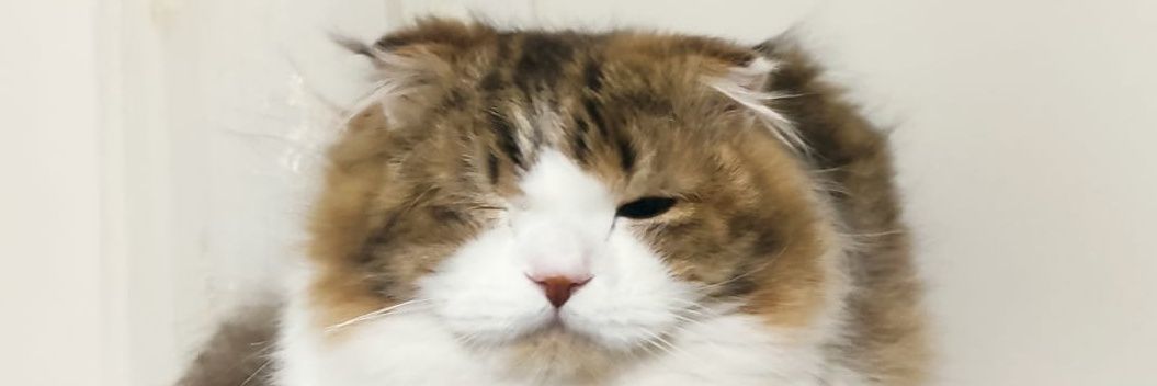 kurbams's profile banner image