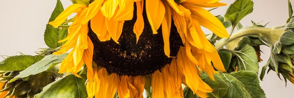 Desfrutavel's profile banner image