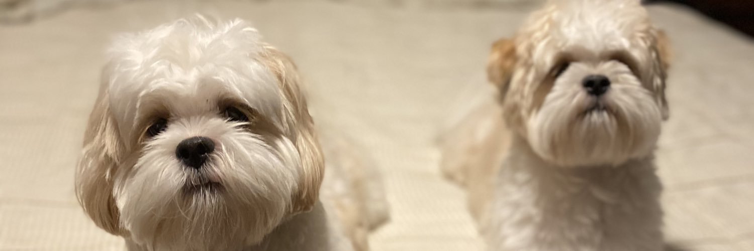 FrenchieGomes's profile banner image