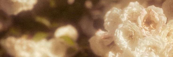 ₊ ♡ .. 子猫、𝘈𝘯𝘯𝘢-chan.🐈‍⬛🪽 banner