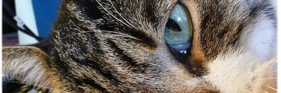 JIMKOVACS's profile banner image