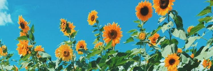 nisabee__'s profile banner image