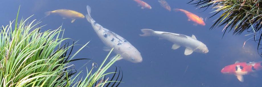 Sunrise Trader banner