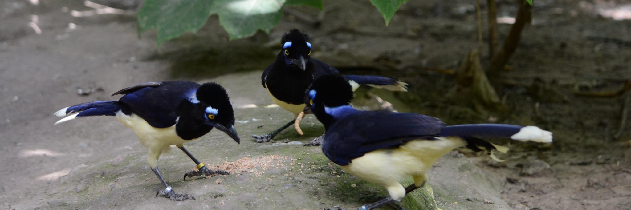 Jimena Lois-Milevicich banner