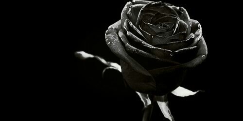 cycyprat's profile banner image