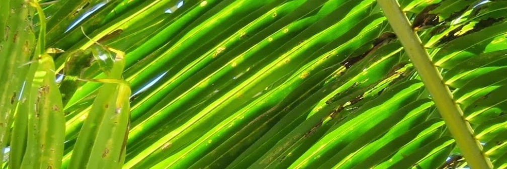 MicroDreams_Fdn's profile banner image