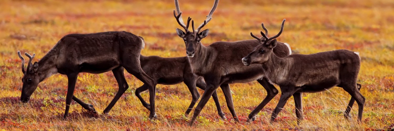 yukongov's profile banner image