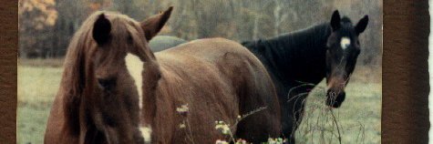 Ranger4_75 banner