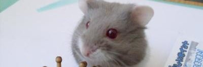 KorgibaniClub's profile banner image