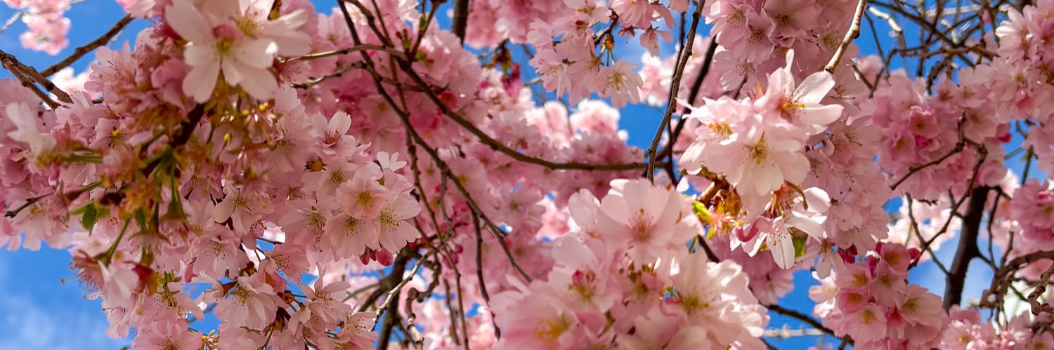 Méli de la Fontaine ✨⛲️ banner