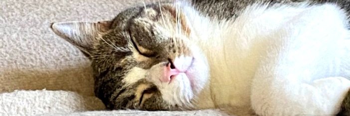 PetWonky's profile banner image