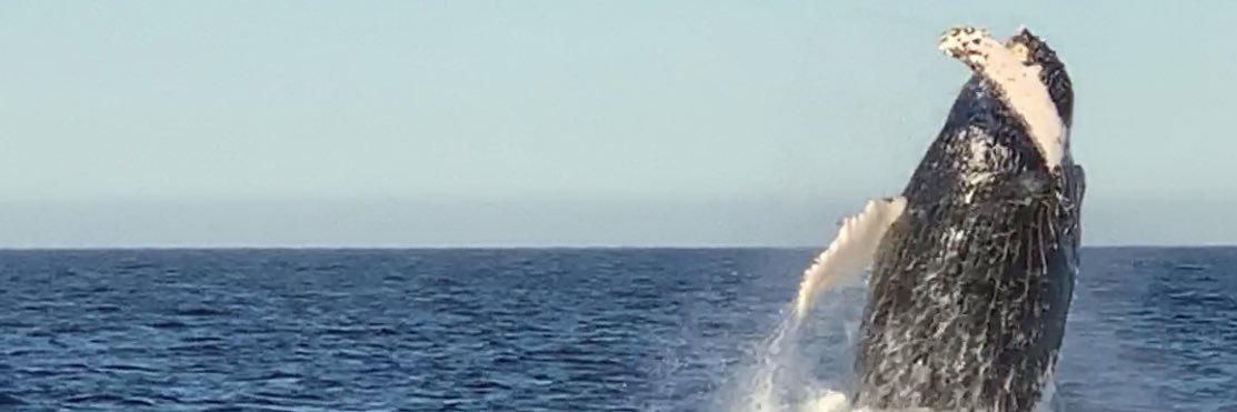 jamiemurdock74's profile banner image