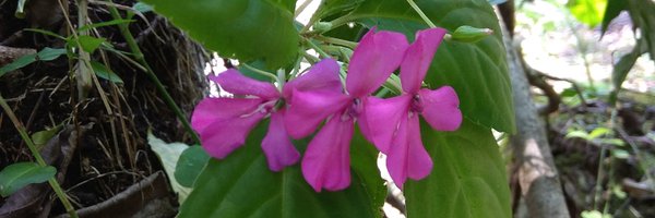 rafmolven3 Profile Banner