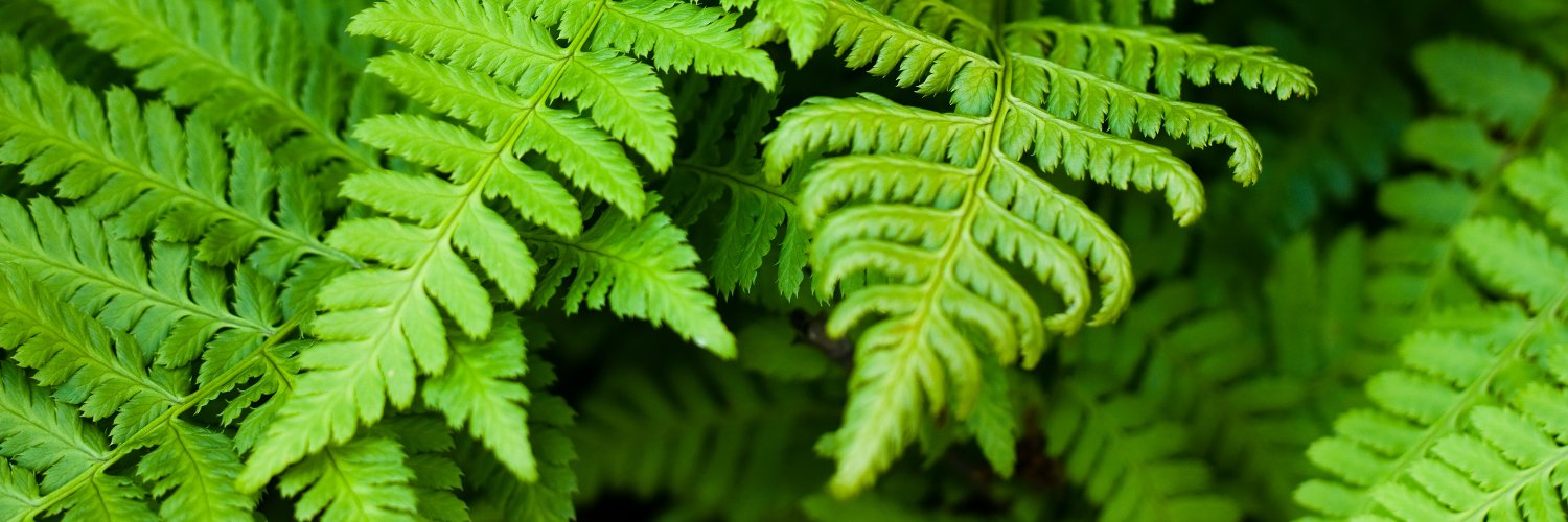ClubCouncil's profile banner image