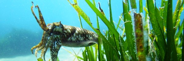 DrScallop Profile Banner