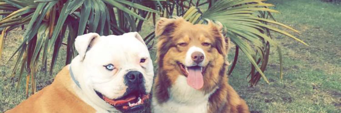 Benji ❤. banner